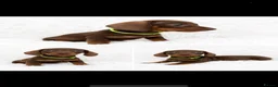 Miniature Dachshund dogs for sale: Beautiful Miniature Dachshunds  - Advert 13