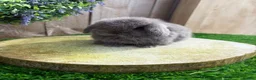 Mini Lop rabbits for sale: ⭐️ QUALITY FRIENDLY BABY MINI LOPS ⭐️ - Advert 5