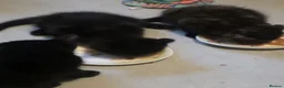 Mixed Breed cats for sale: 🐾 Kittens Looking for Loving Homes 🐾 in London - Advert 3