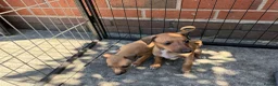 Italian Greyhound dogs for sale: Reduced! 2 Italian grey hounds boys available  - Advert 24