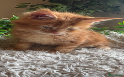 Maine Coon cats for sale: Beautiful GCCF Maine Coon kittens - Advert 38