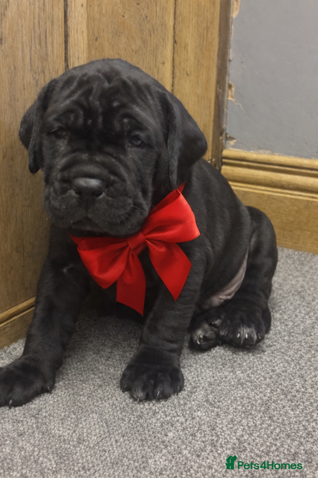 Cane Corso dogs 2 beautiful huge males left  - Advert 14