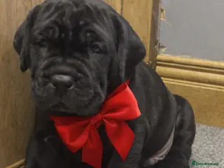 Cane Corso dogs 2 beautiful huge males left - Advert 14