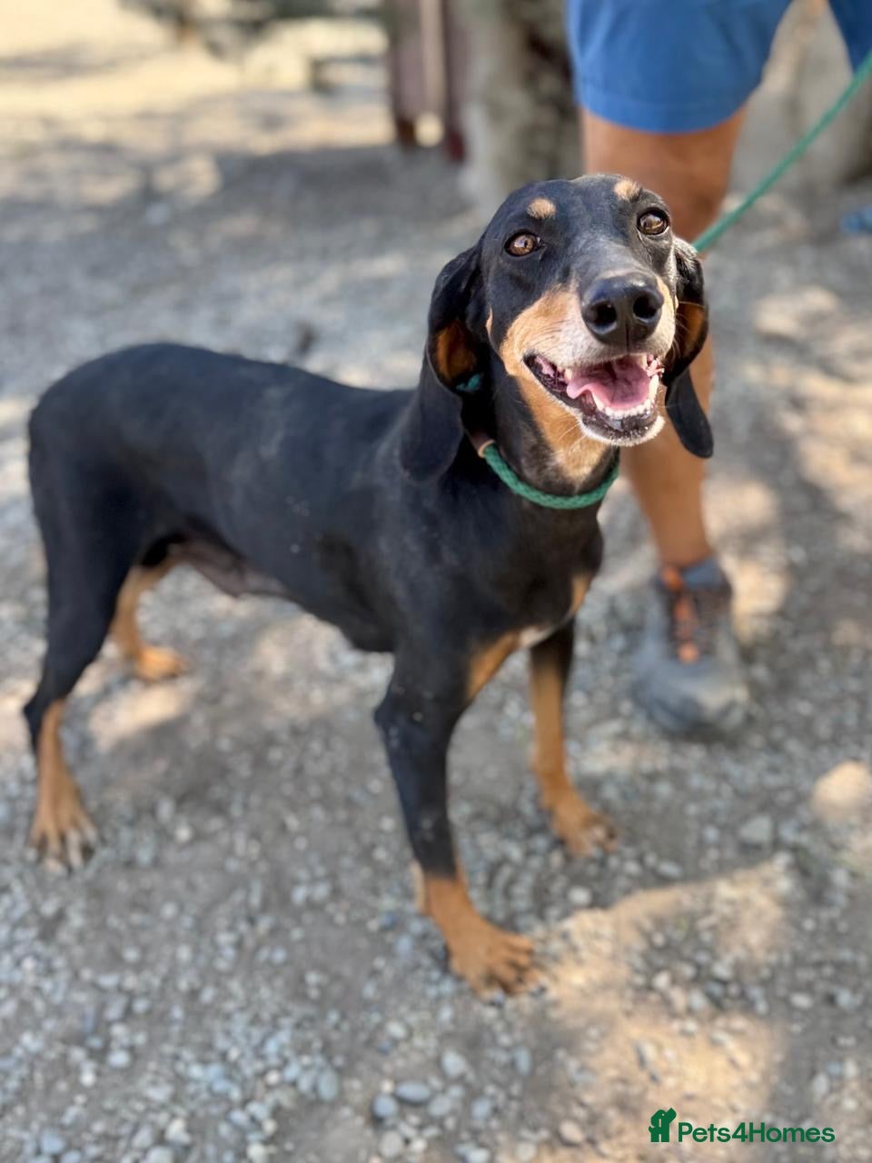 Mixed Breed dogs Stella the sweet hound ready for adoption - Advert 1