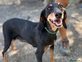 Mixed Breed dogs Stella the sweet hound ready for adoption - Advert 1