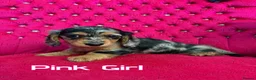 Miniature Dachshund dogs for sale: Ready to leave now. Silver Dapple Longhaired Minis - Advert 17