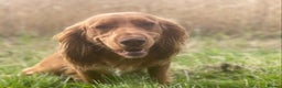 Cocker Spaniel dogs for stud: HEALTH TESTED WORKING COCKER AT STUD  in Haddington - Advert 4