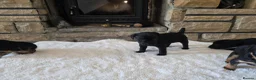 Patterdale Terrier dogs for sale: Fantastic Patterdale terrier pups D&D  - Advert 11