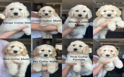 Labradoodle dogs for sale: F1B Standard Labradoodle Puppies Ready Now!🩷💙 - Image 5