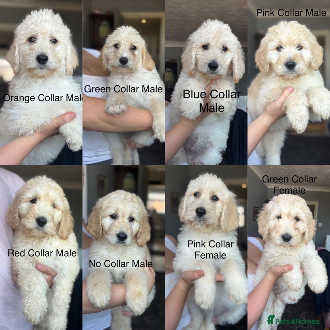 Labradoodle dogs for sale: F1B Standard Labradoodle Puppies Ready Now!🩷💙 - Image 5