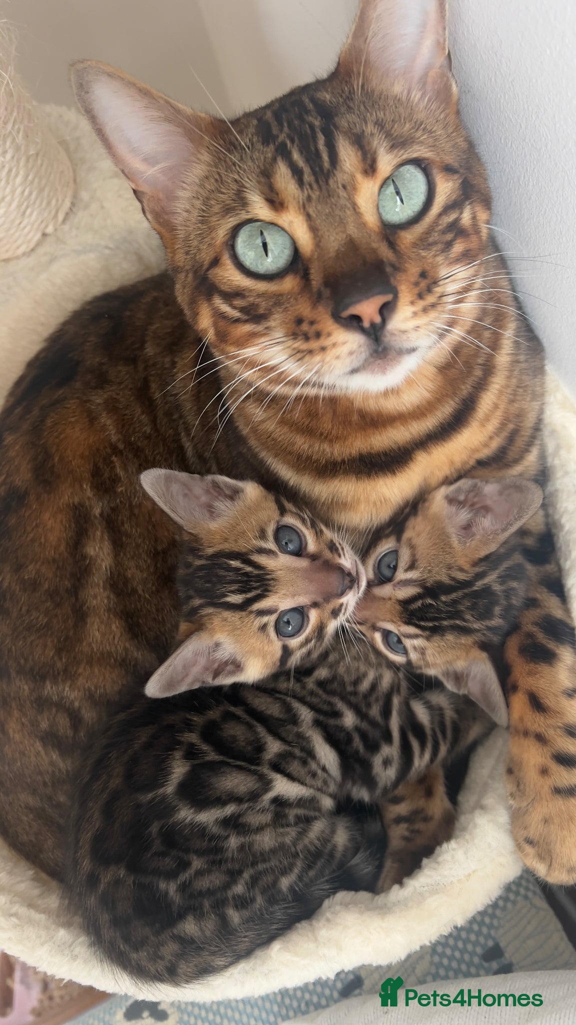 Bengal cats Stunning Bengal Kittens – TICA Reg – Show Quality  - Advert 2