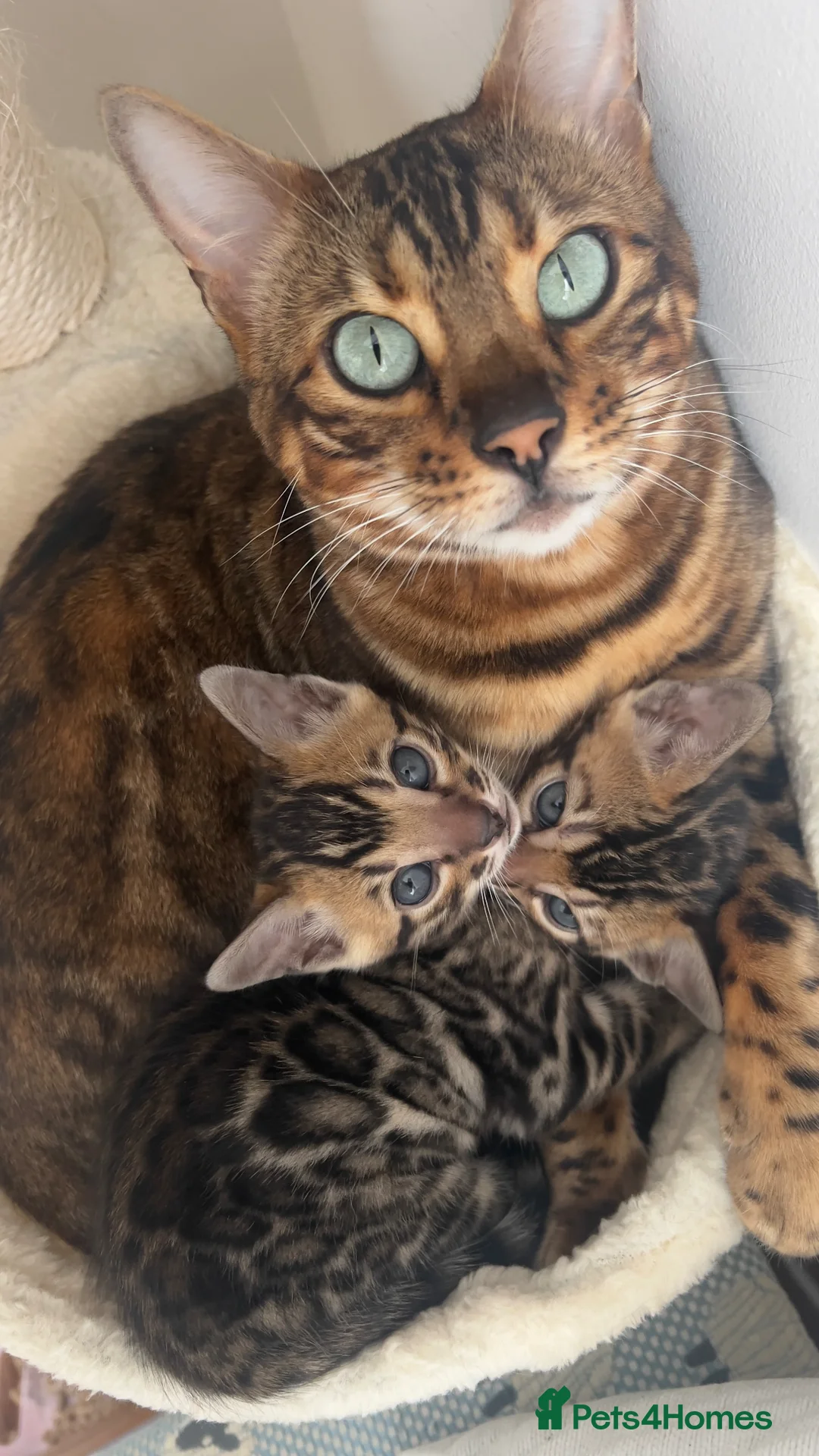 Bengal cats for sale: Stunning Bengal Kittens – TICA Reg – high Quality  - Advert 1