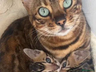 Bengal cats Stunning Bengal Kittens – TICA Reg – Show Quality - Advert 2
