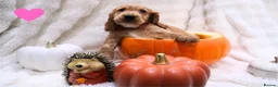 Cocker Spaniel dogs for sale: Beautiful cocker spaniel puppies  - Advert 1