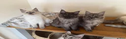 Ragcoon cats for sale: Cuteness Overload Incoming! Adorable Ragcoon Kitts - Advert 16