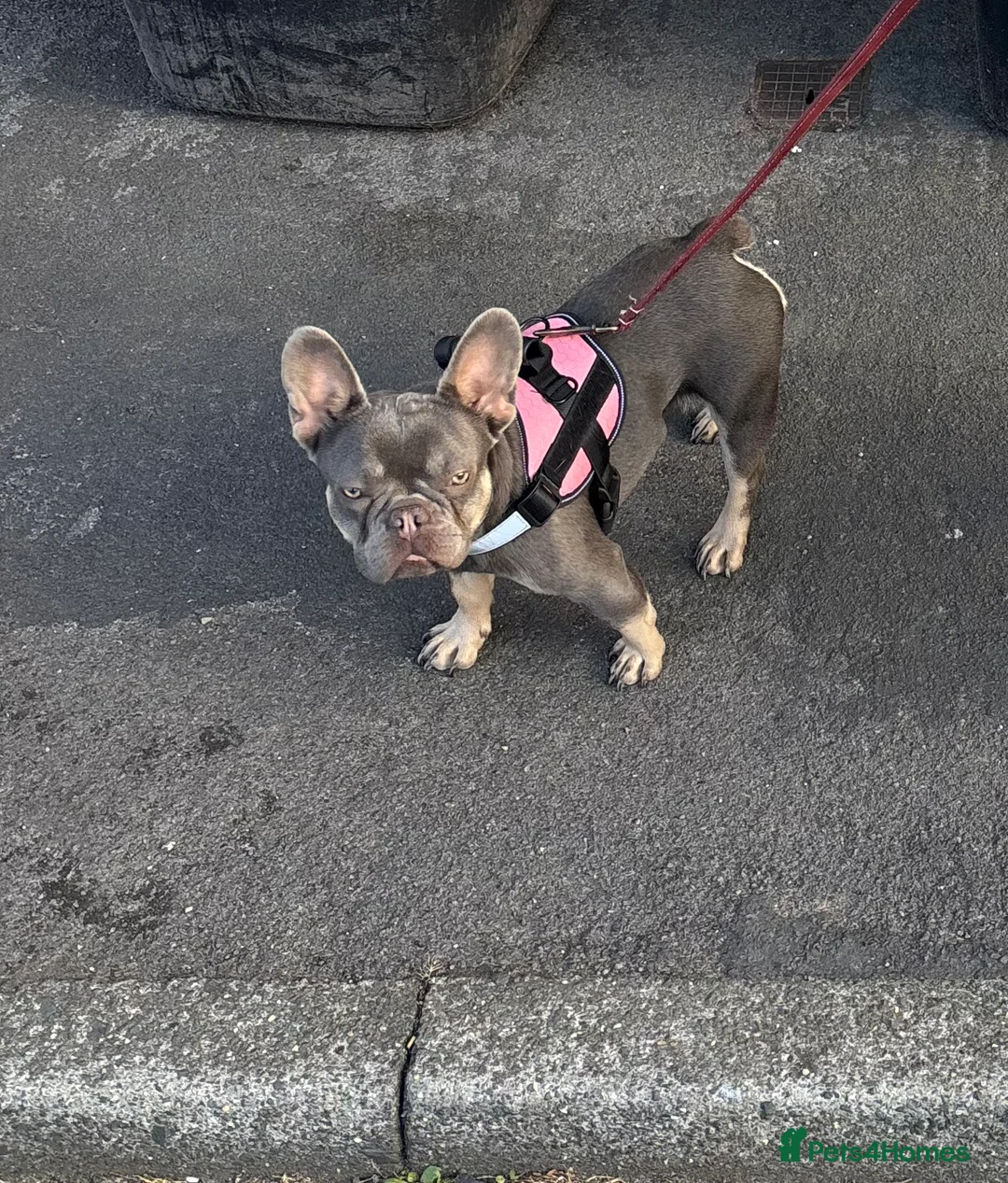 French Bulldog dogs for sale: Lilac French bulldog  - Advert 1