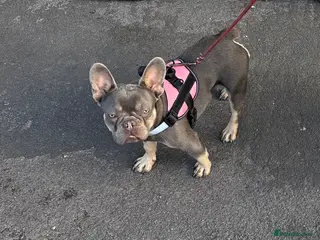French Bulldog dogs Lilac French bulldog - Advert 1