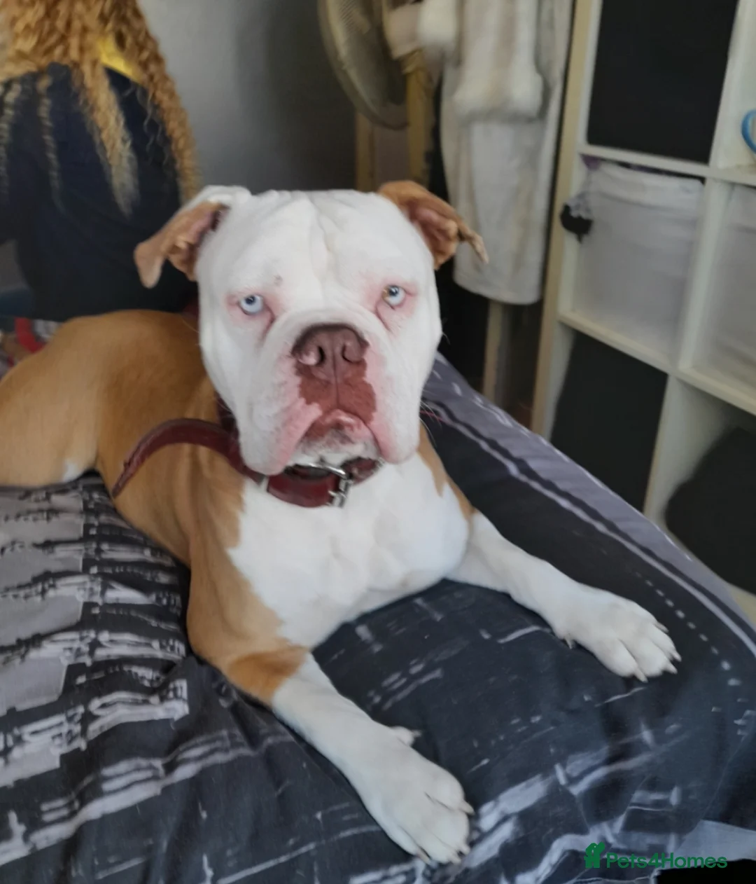 Mixed Breed dogs for sale: Stunning Old Thyme English Bulldogs ready to leave in Billericay - Advert 1