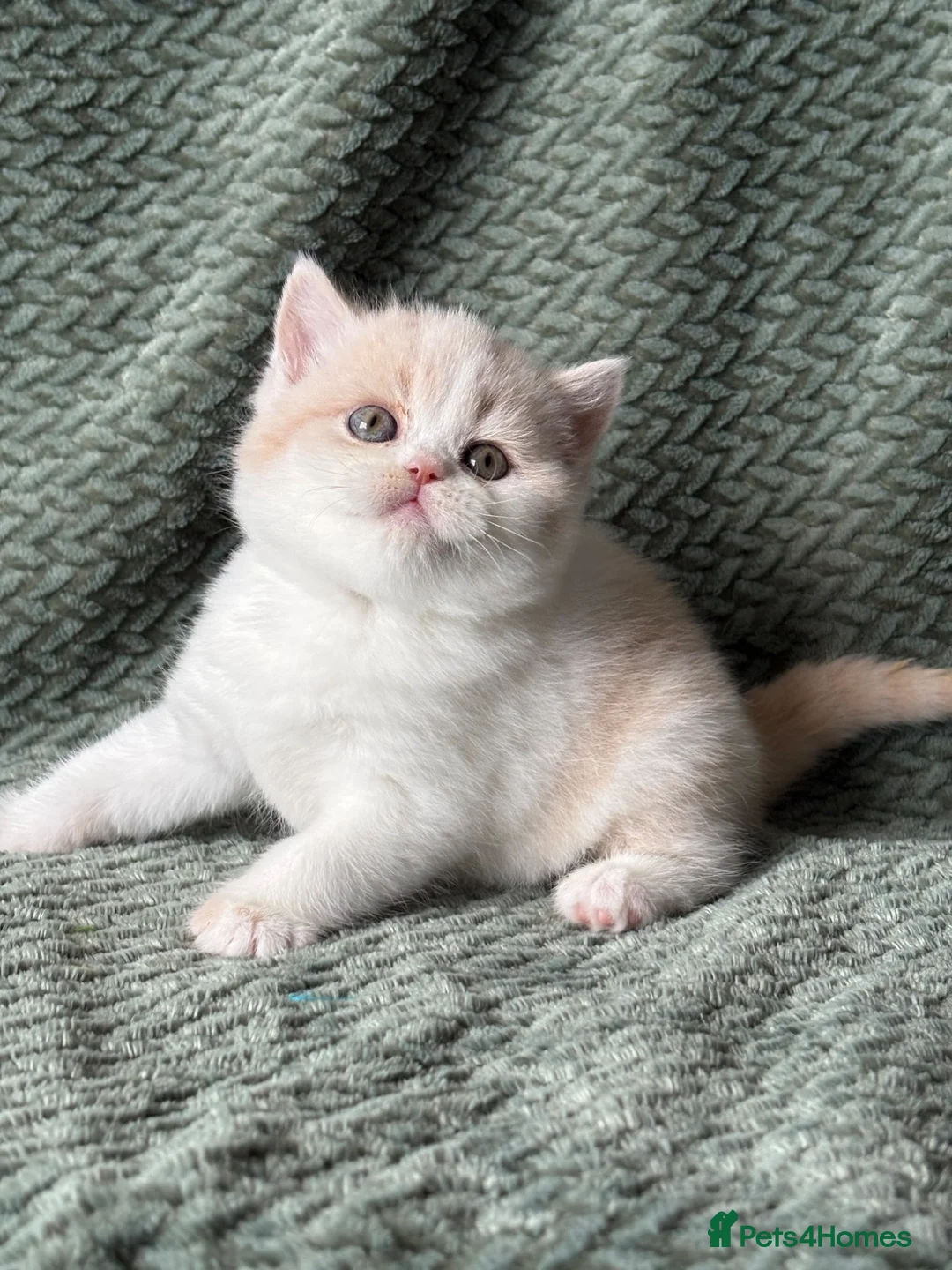 British Shorthair cats for sale: Beautiful Gccf registered bsh kittens  - Advert 2