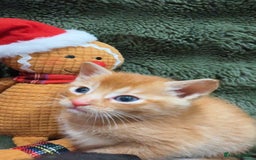 Mixed Breed cats for sale: Last 3 Adorable Ginger Males 🧡 - Advert 7