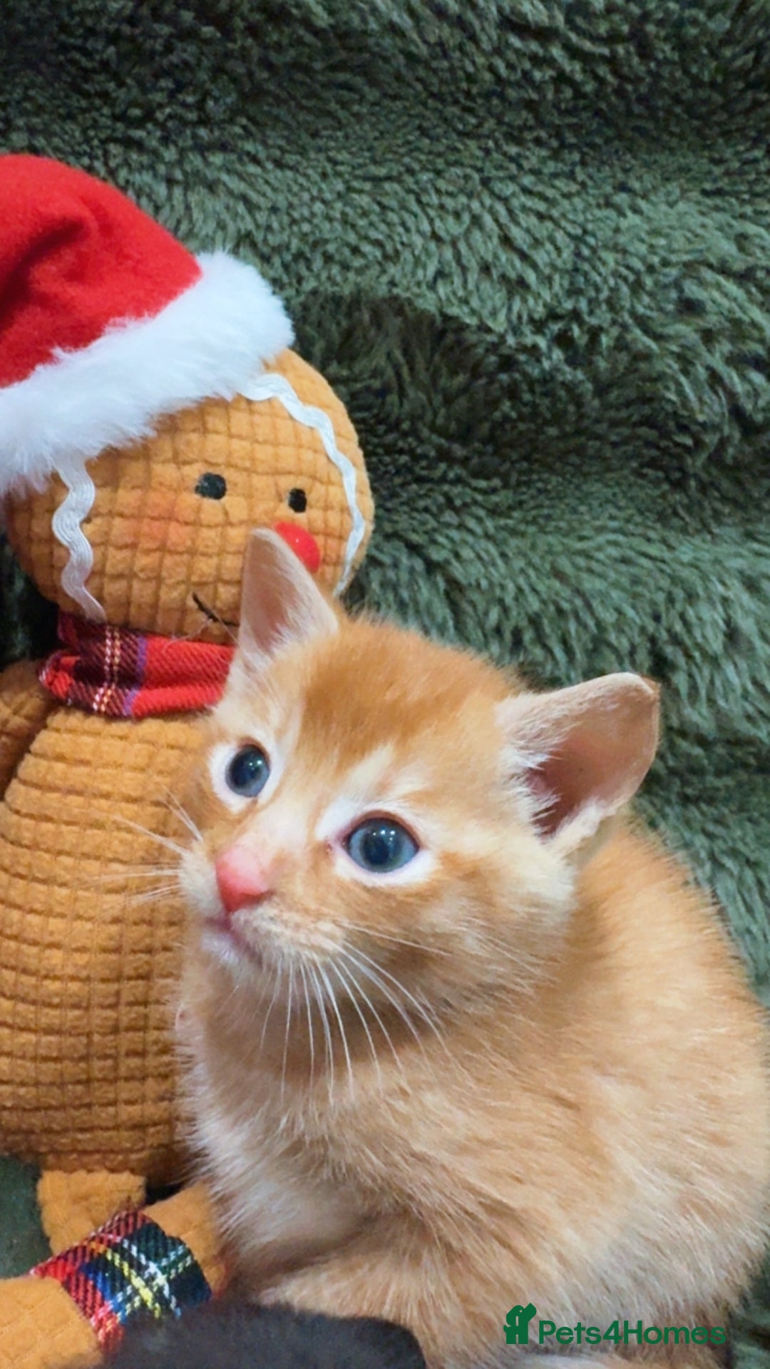 Mixed Breed cats for sale: Last 3 Adorable Ginger Males 🧡 - Advert 7