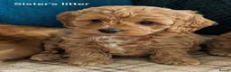 Cavapoo dogs for sale: F1B Deep Fox Red High Quality DNA Clear Puppies  - Advert 16