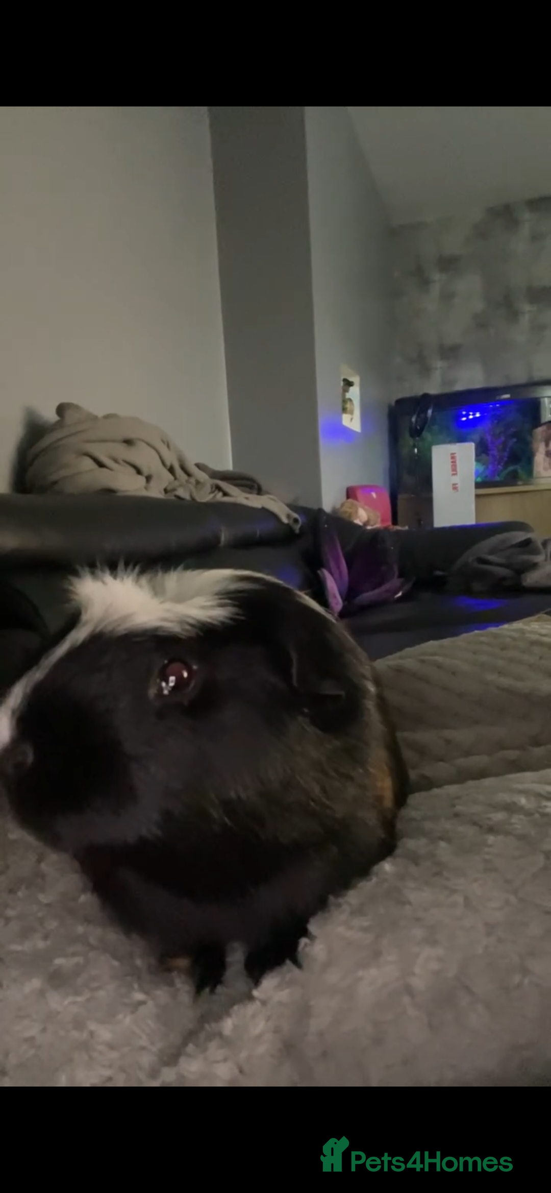 Guinea Pig rodents for sale: Two male boars  - Image 12