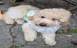 Cockapoo dogs for sale: Male Cockapoo Puppy - Ready to leave - Image 4