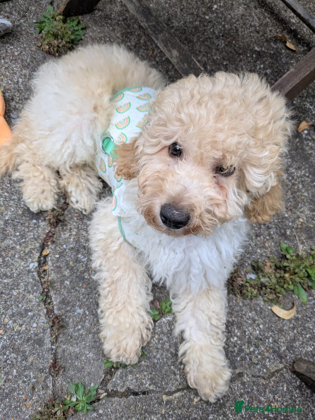 Cockapoo dogs for sale: Male Cockapoo Puppy - Ready to leave - Image 4