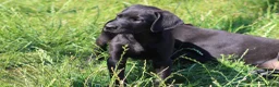 Mixed Breed dogs for sale: Labrador x Doberman  - Advert 3