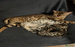 Bengal cats for sale: Beautiful Cross Bengal Kittens - Image 10