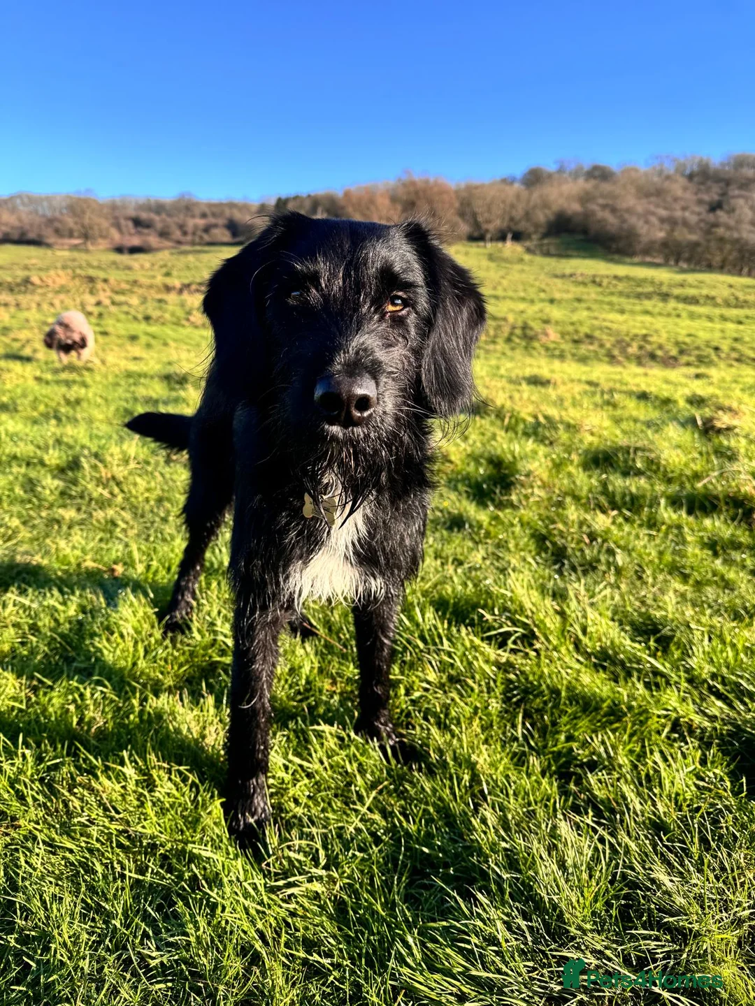 Labradoodle dogs for stud: F1b Miniature Labradoodle (Fully Health Tested) - Advert 25