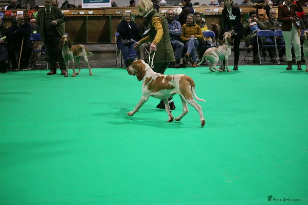 Bracco Italiano dogs for sale: Wonderful litter 4 boys 4 girls - Advert 2