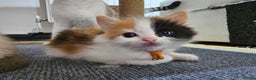 Ragdoll cats for sale: Soo cudly and playfull, two litters! - Advert 24