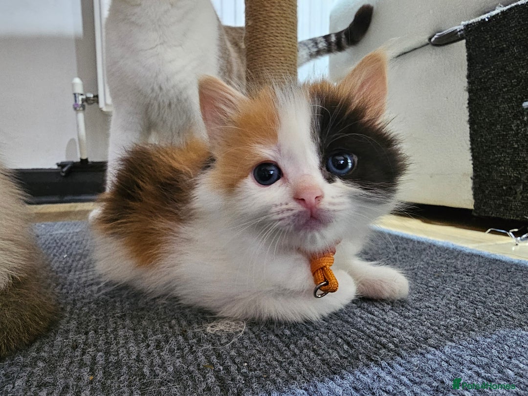 Ragdoll cats for sale: Soo cudly and playfull, two litters! - Advert 24