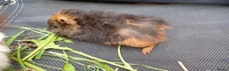 Guinea Pig rodents for sale: Beautiful baby girl piggies  - Advert 5