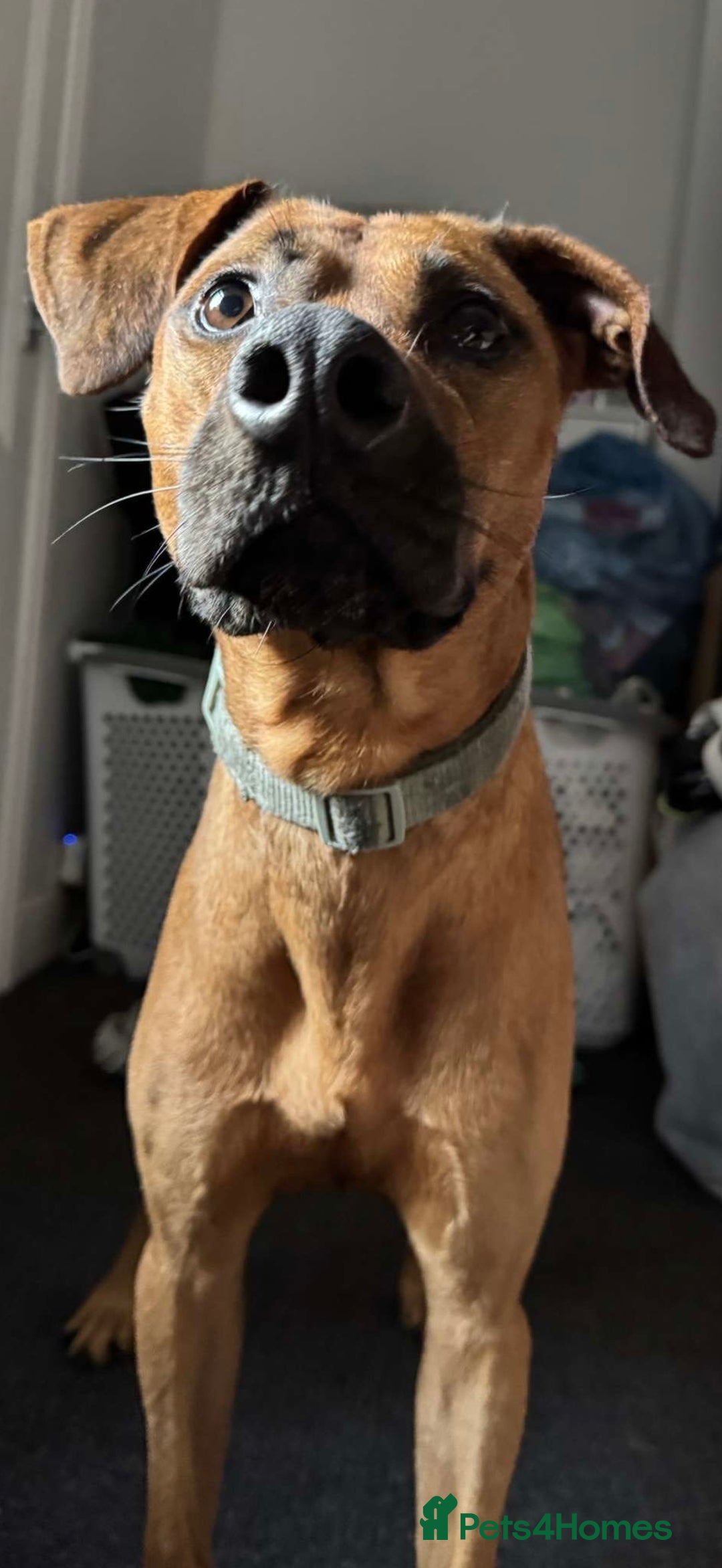 Rhodesian Ridgeback dogs for sale: Male ridgeback  - Advert 5