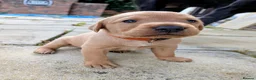Labrador Retriever dogs for sale: Labrador puppies  in Oswestry - Advert 12