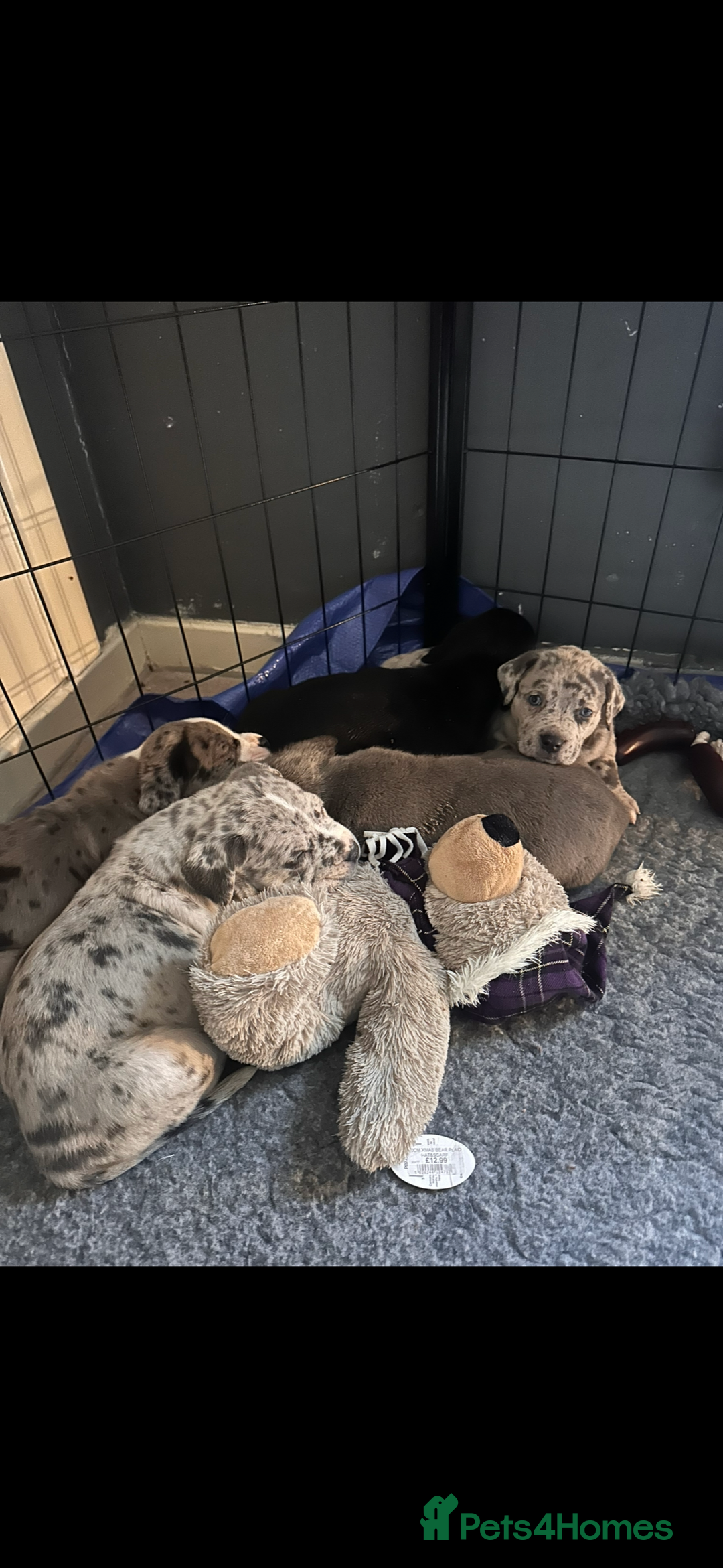 Mixed Breed dogs for sale: Stunning litter of puppies ***cheap*** - Advert 3