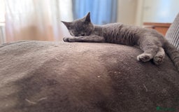British Shorthair cats for sale: Beautiful Lilac boys - Image 8
