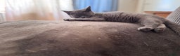 British Shorthair cats for sale: Beautiful Lilac boys - Advert 8