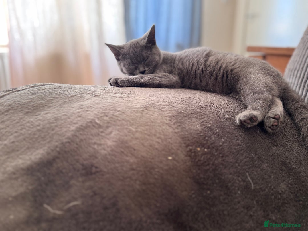 British Shorthair cats for sale: Beautiful Lilac boys - Image 8