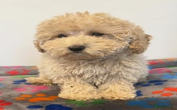 Cavapoo dogs for sale: 🐾 Beautiful F1B Cavapoo Puppies — Ready Now 🐾 - Image 13