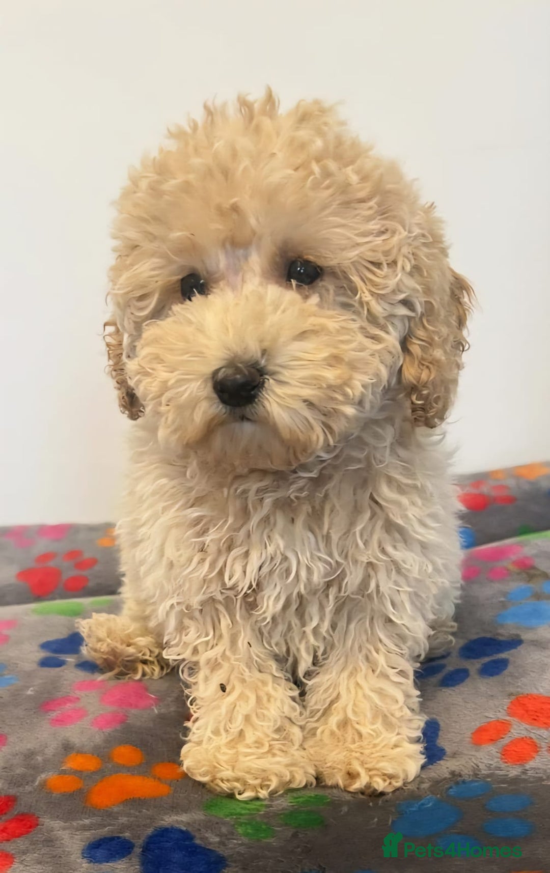 Cavapoo dogs for sale: 🐾 Beautiful F1B Cavapoo Puppies — Ready Now 🐾 - Image 13