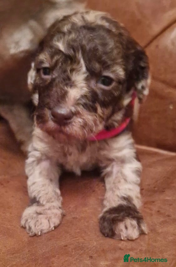 Labradoodle dogs for sale: Stunning Multigen Doodles - Advert 1