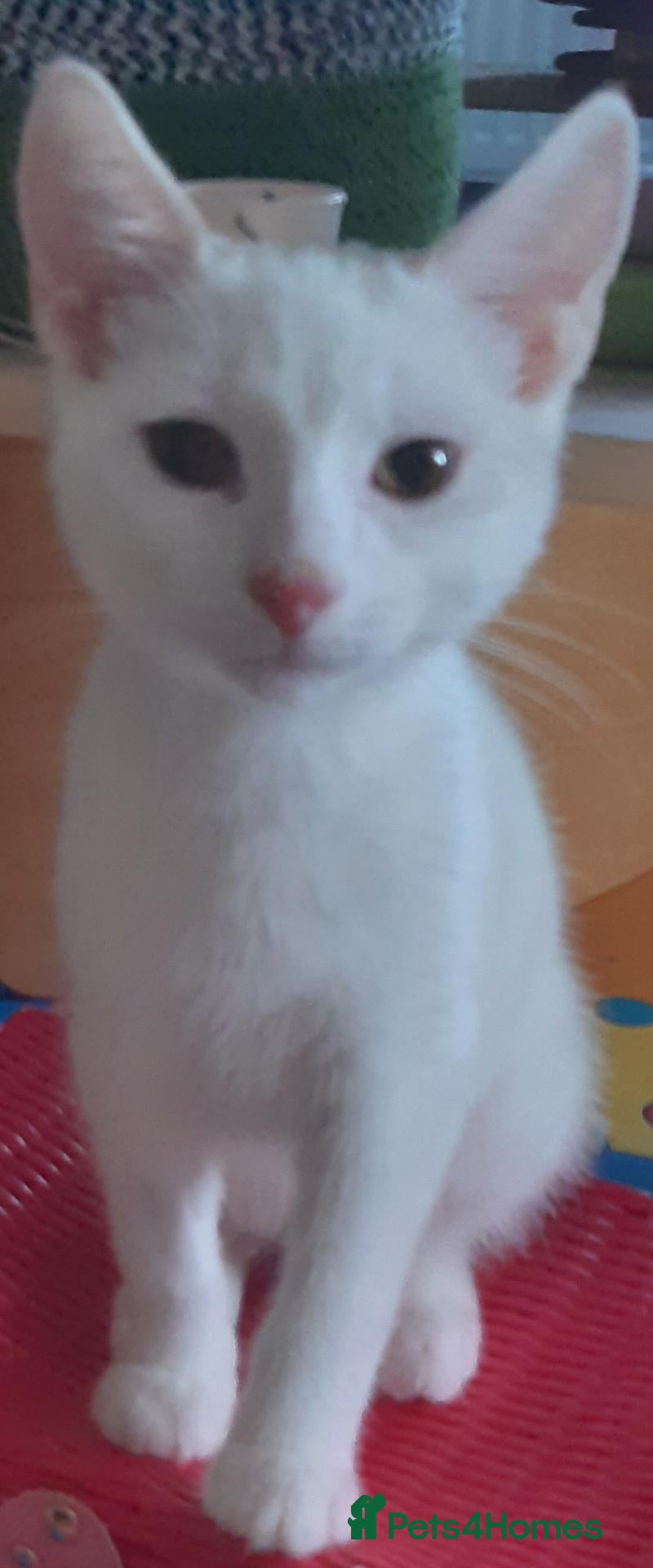 Mixed Breed cats White male - Advert 11