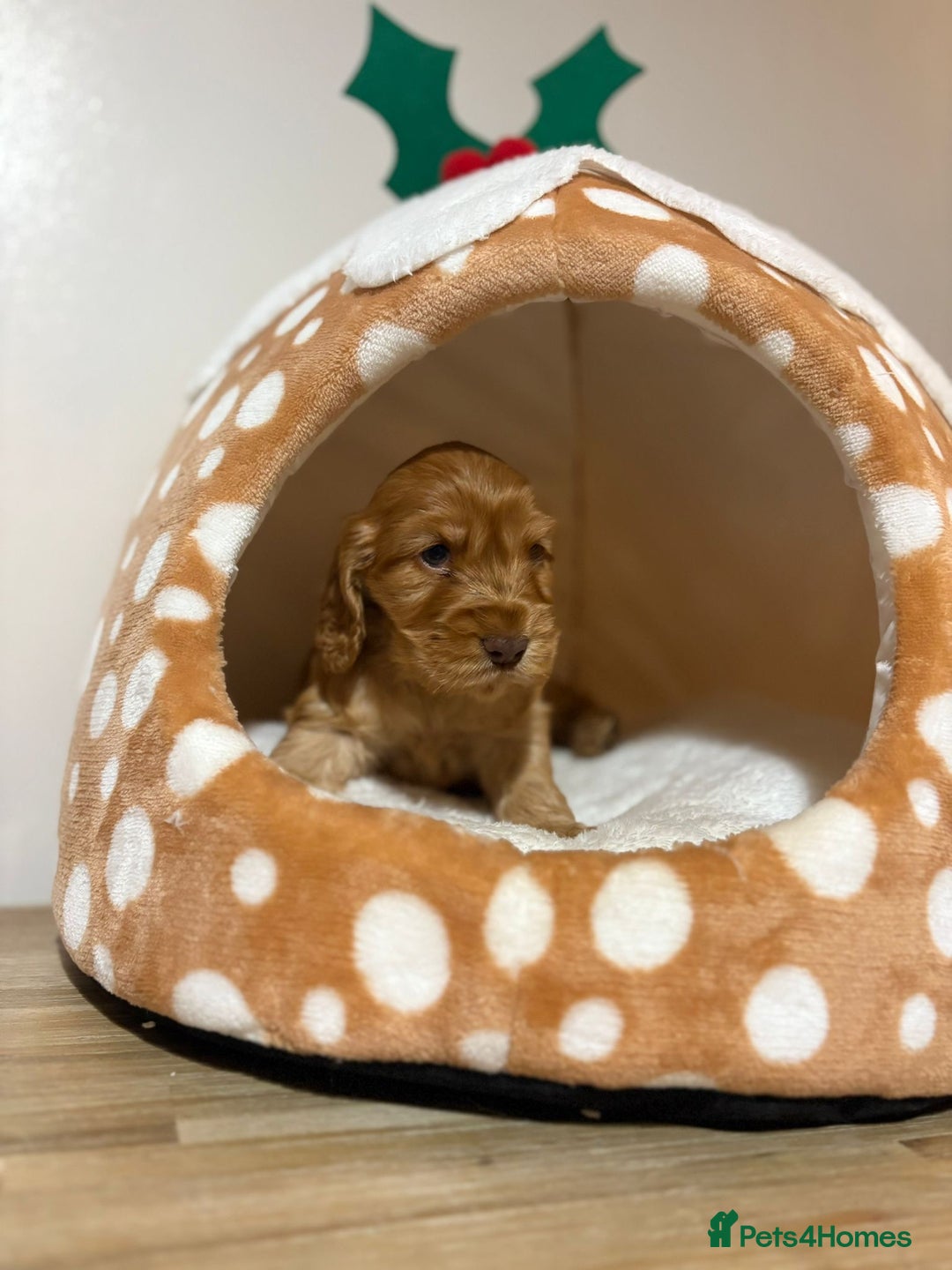 Cocker Spaniel dogs for sale: Extensively health tested, cocker spaniels. - Advert 4