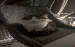 Mixed Breed cats for sale: beautiful, fluffy, tabby litter of 6 kittens - Image 11