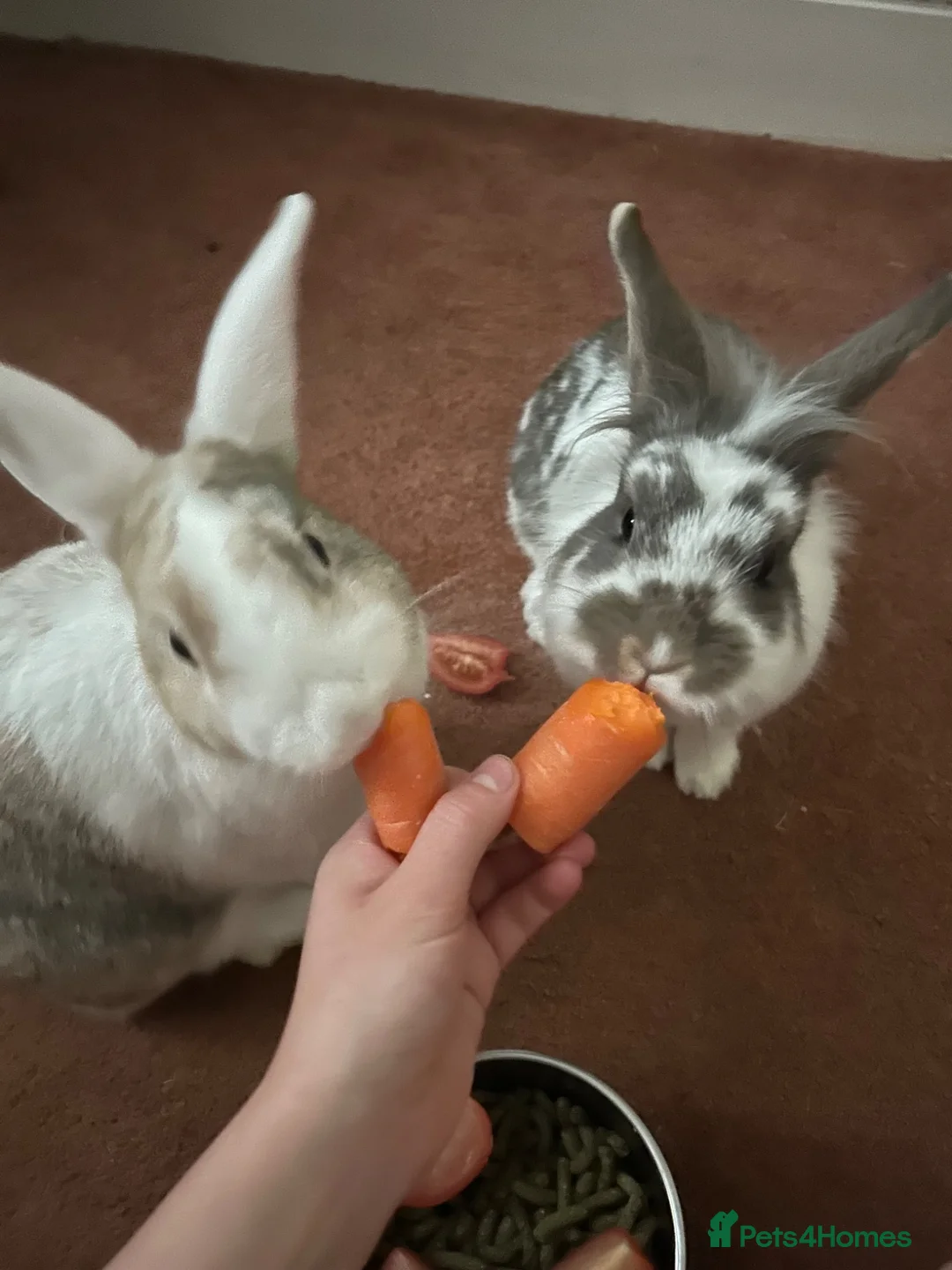 Dutch rabbits for sale: Bonded pair  in Morecambe - Advert 2