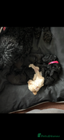 Toy Poodle dogs Beautiful toy poodle puppies - Advert 2